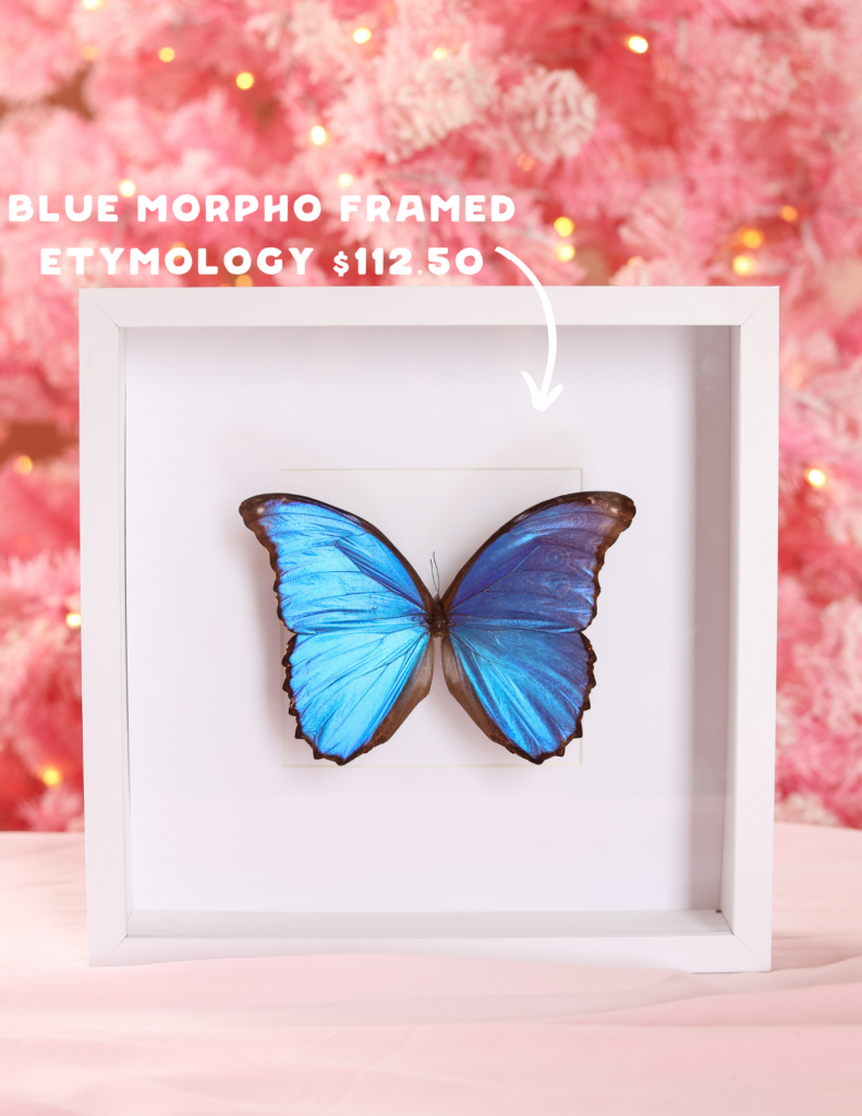 decorator gift white framed pinned entomology of blue morpho butterfly moth